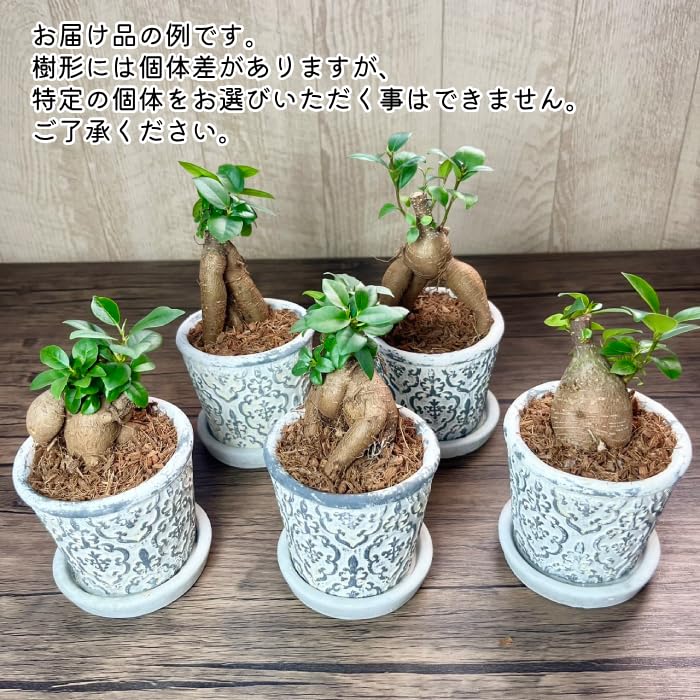Amazon.co.jp: ミニガジュマル セメント鉢植え 直径9cm 受け皿付き